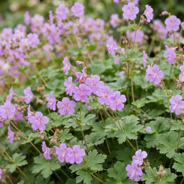 23bd76860362456988a5daf6f1702ddbbdcfdbb3632c486fa239d5c00f6d99f0.jpg Geranium cant. Cambridge – Storchschnabel – Bodendecker – Hellrosa
