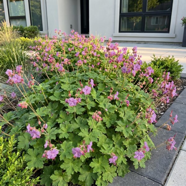 66a65d376dc44ed38b81a78b5317e47265331c6a17354e76bbff7dc583a66290.jpg Geranium cant. Cambridge – Storchschnabel – Bodendecker – Hellrosa
