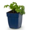 c514fbd4a2ca46df965c7486070d60214c9d85ba15f8477f889b85a39e8e4349.jpg Geranium cant. Cambridge – Storchschnabel – Bodendecker – Hellrosa
