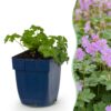 e4a6390770e34a90a59992de0923f21c40edde9e5d234243bbe22b5c454628b6.jpg Geranium cant. Cambridge – Storchschnabel – Bodendecker – Hellrosa