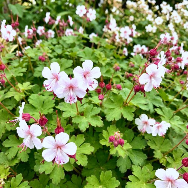 31d0810732f246de89f58cbc27a12d3ac15d612d07f443b6ba56fc88438784fc.jpg Geranium macr. Spessart – Storchschnabel – Bodendecker – Weiß-Rosa