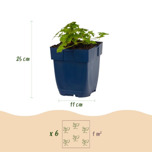 735df4e2c8ac404a9cf9a2e1e1bf98bd64a86328215e4c4998375c6b206a03fe.jpg Geranium macr. Spessart – Storchschnabel – Bodendecker – Weiß-Rosa
