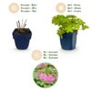 2a3f5c69762145358025b29ac149df621a4a88b514794152a15b56f31de3bd34.jpg Geranium macrorrhizum – Storchschnabel – Bodendecker – Rosa