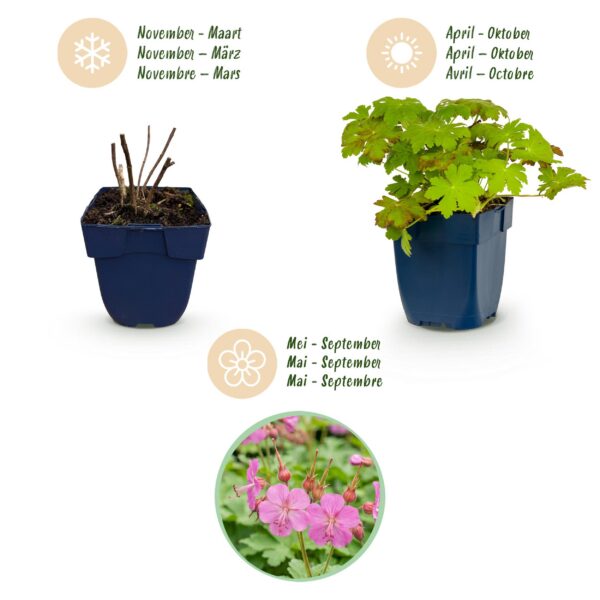 2a3f5c69762145358025b29ac149df621a4a88b514794152a15b56f31de3bd34.jpg Geranium macrorrhizum – Storchschnabel – Bodendecker – Rosa