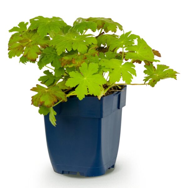 392c36cdd6fc49cc8e1a6f9de56cb754195645e944ab482db80679963ffc22c2.jpg Geranium macrorrhizum – Storchschnabel – Bodendecker – Rosa