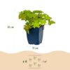 9c0858da1e2b4a63b185043bfb192885cfc856b0b9c74767b2d7ae57ee9dca3e.jpg Geranium macrorrhizum – Storchschnabel – Bodendecker – Rosa