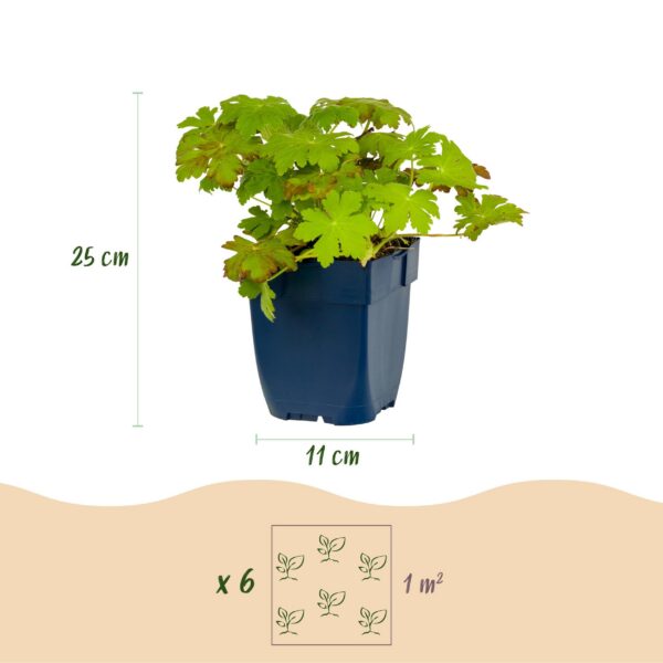 9c0858da1e2b4a63b185043bfb192885cfc856b0b9c74767b2d7ae57ee9dca3e.jpg Geranium macrorrhizum – Storchschnabel – Bodendecker – Rosa