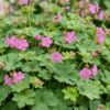 e915f853b14f4786bb72ff6f3f328fb7ce9397851ecd476890d7341d0e31e099.jpg Geranium macrorrhizum – Storchschnabel – Bodendecker – Rosa