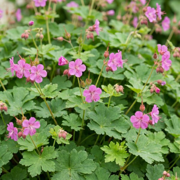 e915f853b14f4786bb72ff6f3f328fb7ce9397851ecd476890d7341d0e31e099.jpg Geranium macrorrhizum – Storchschnabel – Bodendecker – Rosa