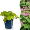 f38c089f8d7646f391ce5081050b17c0d13928b5b63d4f3e887973fa5736ea89.jpg Geranium macrorrhizum – Storchschnabel – Bodendecker – Rosa
