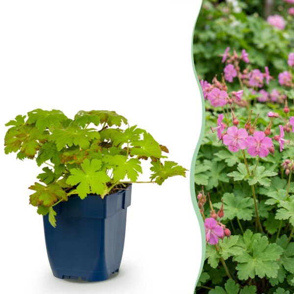 f38c089f8d7646f391ce5081050b17c0d13928b5b63d4f3e887973fa5736ea89.jpg Geranium macrorrhizum – Storchschnabel – Bodendecker – Rosa
