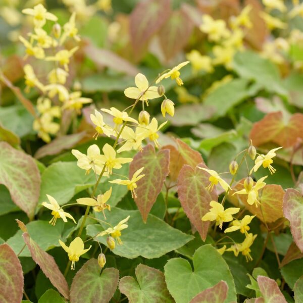 4a6d55795a8947b6a63856d770b017d4f445fde3c3914c5fb055595e8892f79c.jpg Epimedium perralch. Frohnleiten – Elfenblume – Schatten – Gelb