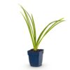 Hemerocallis Pink Damask – Taglilie – Bienen- und Schmetterlingsmagnet – Rosa