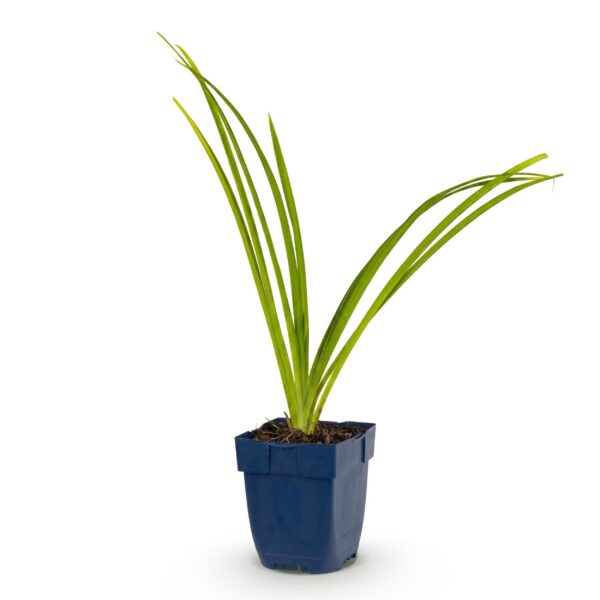 Hemerocallis Pink Damask – Taglilie – Bienen- und Schmetterlingsmagnet – Rosa