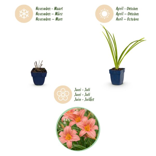 Hemerocallis Pink Damask – Taglilie – Bienen- und Schmetterlingsmagnet – Rosa