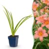 Hemerocallis Pink Damask – Taglilie – Bienen- und Schmetterlingsmagnet – Rosa