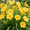 Hemerocallis Stella d'Oro – Taglilie – Bienen- und Schmetterlingsmagnet – Gelb