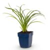 Hemerocallis Stella d'Oro – Taglilie – Bienen- und Schmetterlingsmagnet – Gelb
