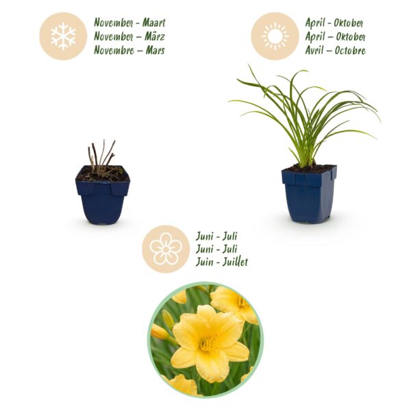 Hemerocallis Stella d'Oro – Taglilie – Bienen- und Schmetterlingsmagnet – Gelb