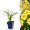 Hemerocallis Stella d'Oro – Taglilie – Bienen- und Schmetterlingsmagnet – Gelb