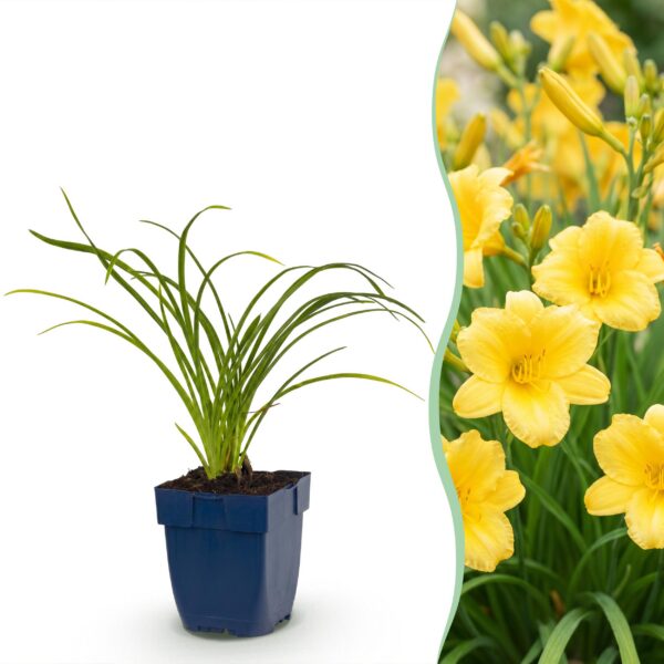 Hemerocallis Stella d'Oro – Taglilie – Bienen- und Schmetterlingsmagnet – Gelb