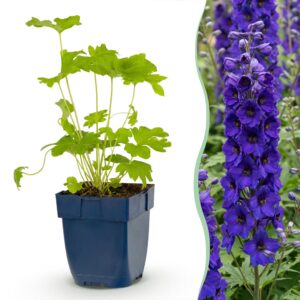 7f366c9ccd1e4904adfd393860378344d622e47964f1485280df734ee5163aed.jpg Delphinium (P) Black Knight – Rittersporn – Bienen- und Schmetterlingsmagnet – Violett