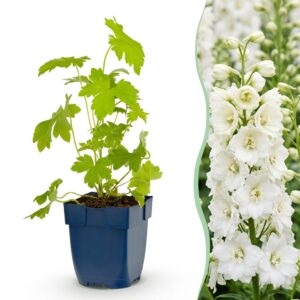 d4988340382a462988ced73a61d65cbc6dcadf10a2e5469e890eb721343834b1.jpg Delphinium (P) Galahad – Rittersporn – Lockt Bienen und Schmetterlinge an – Weiß