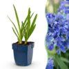 Agapanthus africanus – Afrikanische Lilie – Bienen- und Schmetterlingsmagnet – Blau