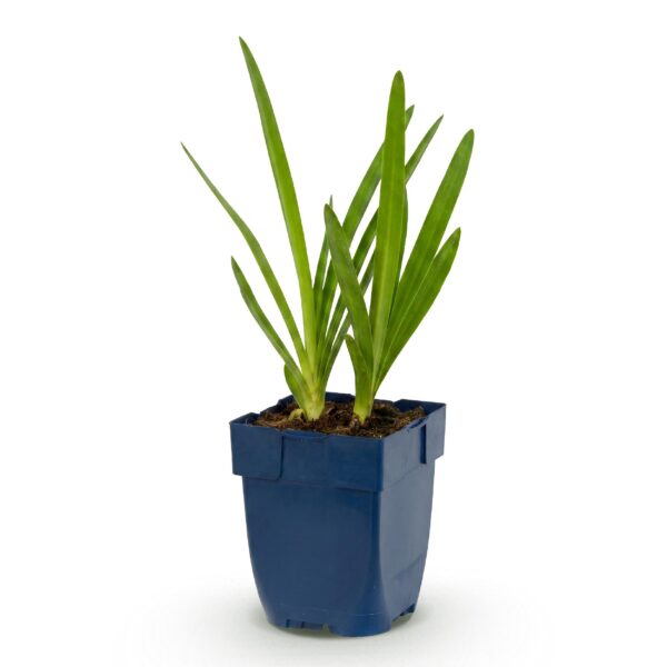 Agapanthus africanus – Afrikanische Lilie – Bienen- und Schmetterlingsmagnet – Blau