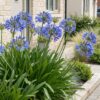 Agapanthus africanus – Afrikanische Lilie – Bienen- und Schmetterlingsmagnet – Blau