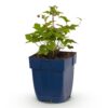 Anemone hup. Splendens – Herbst-Anemone – Schatten – Dunkelrosa