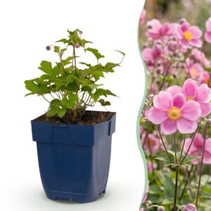 af7ca705906544399ec2a3eb3f9ae378102d51b262bd4efcbfa897484f2ff236.jpg Anemone hup. Splendens – Herbst-Anemone – Schatten – Dunkelrosa