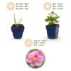 Anemone hup. Splendens – Herbst-Anemone – Schatten – Dunkelrosa