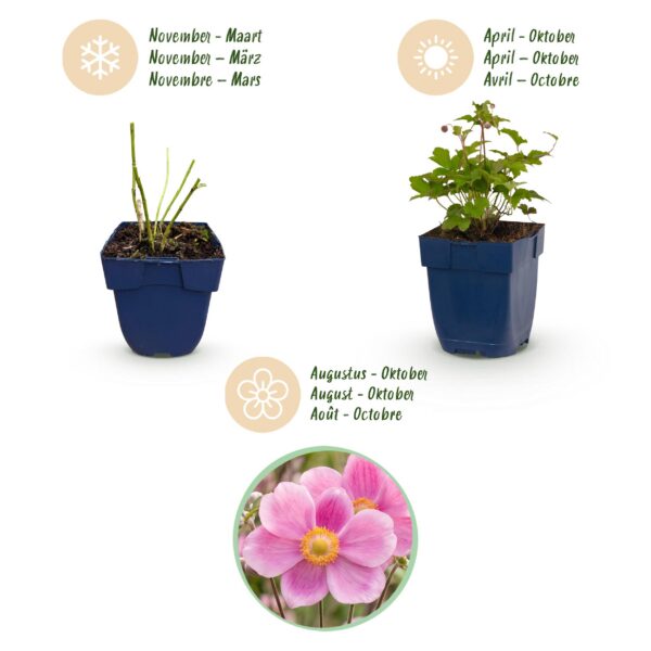 Anemone hup. Splendens – Herbst-Anemone – Schatten – Dunkelrosa