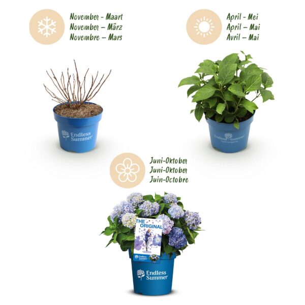 360eff08857a48e7b0eabee2af62b8e04ffc55403ac84763a0dd4767f8d8301e.jpg Hydrangea Endles Summer The Orginal Blue - Hortensie - Winterhart - Blau