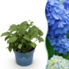 76fce44aae5245658a1eda0b4d746456a626ed34fbe147b88535ee910bbc1184.jpg Hydrangea Endles Summer The Orginal Blue - Hortensie - Winterhart - Blau