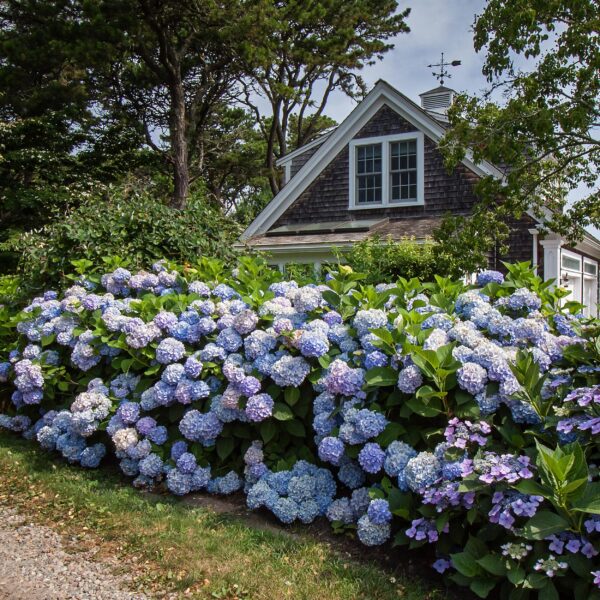 7d43bf3de4be41769985bc30a93a8698e0ab60adda9e4f80b7ab58745e9d9cb5.jpg Hydrangea Endles Summer The Orginal Blue - Hortensie - Winterhart - Blau