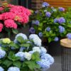 fa776360bff94e4cbfc073a745e166a221f9bd3eab25475fb14935507768a98b.jpg Hydrangea Endles Summer The Orginal Blue - Hortensie - Winterhart - Blau