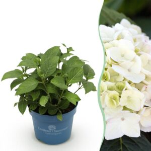 6eb1e898e9b84525bcbf3eb043cfaa9bcd0010c7ab0f450190b13350f38d47ac.jpg Hortensie Endles Sommer Die Braut - Hortensie - Hardy - Weiß