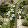 b3745f058fc54cf3b0e682dd31b38b63288a67b025dc4535a43f8ce4d3c20391.png Clematis Miss Bateman – Waldrebe – Weiß – Kletterpflanze | 4 Stück