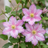 12444d7c58bf46aba0d130ca4c1b0433bac16db043eb44c2b49db1a5245c866e.png Clematis Piilu – Waldrebe – Weiß – Rosa – Kletterpflanze | 4 Stück