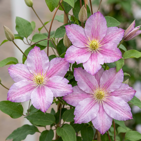 12444d7c58bf46aba0d130ca4c1b0433bac16db043eb44c2b49db1a5245c866e.png Clematis Piilu – Waldrebe – Weiß – Rosa – Kletterpflanze | 4 Stück