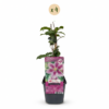 c3e0c9a9e3a84df9981fec4a261870967790a174bff44f0c9b20230443aa7511.png Clematis Piilu – Waldrebe – Weiß – Rosa – Kletterpflanze | 4 Stück