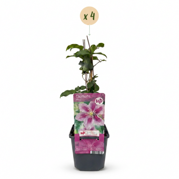c3e0c9a9e3a84df9981fec4a261870967790a174bff44f0c9b20230443aa7511.png Clematis Piilu – Waldrebe – Weiß – Rosa – Kletterpflanze | 4 Stück