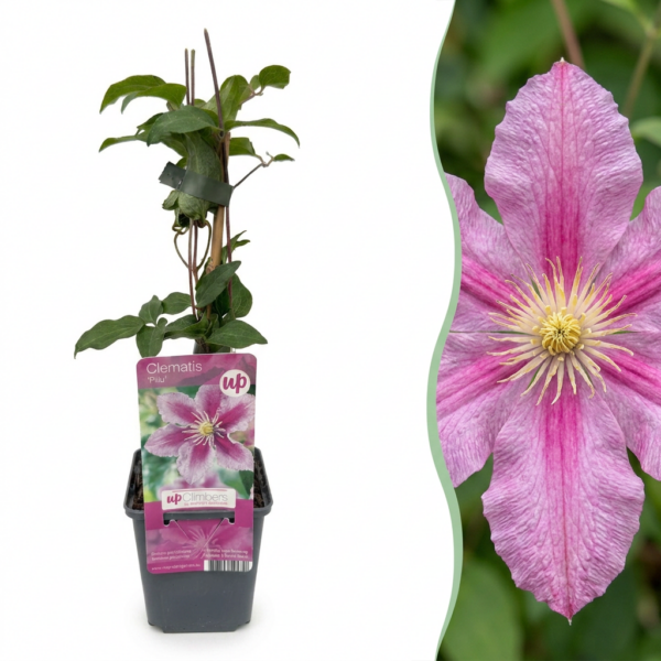 f8a55100b5f949ccb24d825954042bb793d2f405b8a54583a31332f9d5ea8ab4.png Clematis Piilu – Waldrebe – Weiß – Rosa – Kletterpflanze | 4 Stück