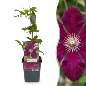 5ce90812a127496ca4aa53dc560d7cac3d3d0bcf61a84dd89769e51d86c57417.png Clematis Rouge Cardinal – Waldrebe „Roter Kardinal“ – Rot – Kletterpflanze | 4 Stück