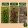 Clematis Rouge Cardinal – Waldrebe „Roter Kardinal“ – Rot – Kletterpflanze | 4 Stück