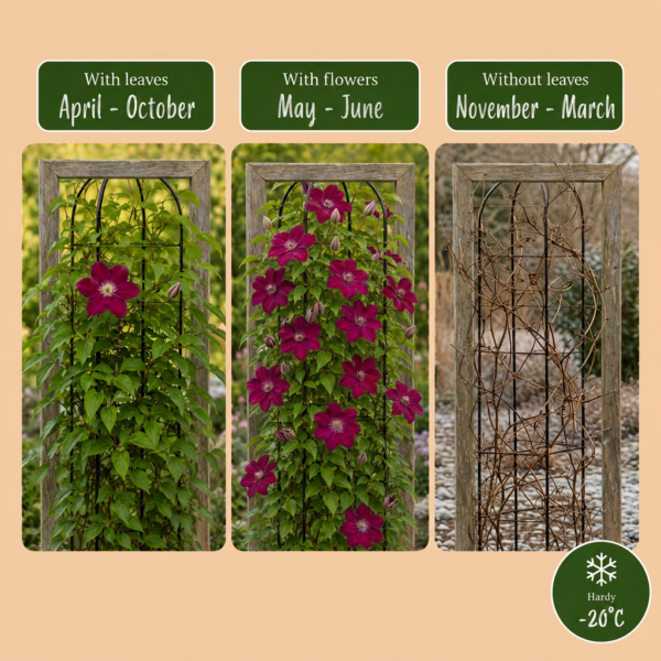 Clematis Rouge Cardinal – Waldrebe „Roter Kardinal“ – Rot – Kletterpflanze | 4 Stück