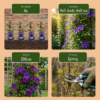 62db75e74b704303bb23692bbaf0f8abb34f442fd19c498394f5a112ce6344bf.png Clematis „The President“ – Waldrebe – Lila – Kletterpflanze | 4 Stück