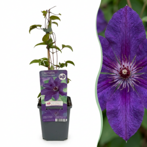 70480f7c22bb44fd93ae9d645c15e3f48fc2ba21f5c74f84866d542583670770.png Clematis „The President“ – Waldrebe – Lila – Kletterpflanze | 4 Stück